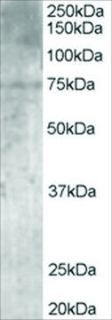 Anti-PALS/MPP5 antibody produced in goat