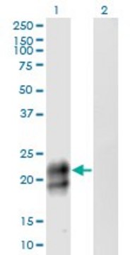 Monoclonal Anti-TNFRSF17 antibody produced in