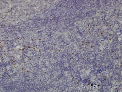 Monoclonal Anti-TCF12 antibody produced in