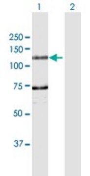 Anti-DDHD1 antibody produced in rabbit