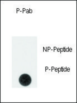 Anti-Phospho-SPRY4-pY75 antibody produced in rabbit