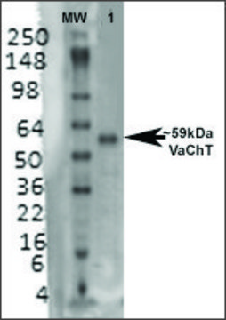 Monoclonal Anti-Vacht antibody produced in