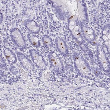 Anti-AVIL antibody produced in rabbit
