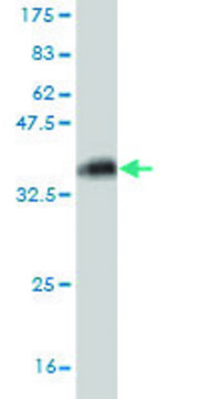 Monoclonal Anti-KCNMB3 antibody produced in