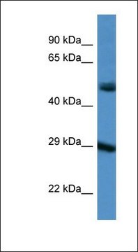 Anti-GJD3 antibody produced in rabbit