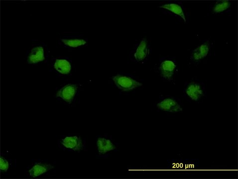 Monoclonal Anti-CNOT3 antibody produced in