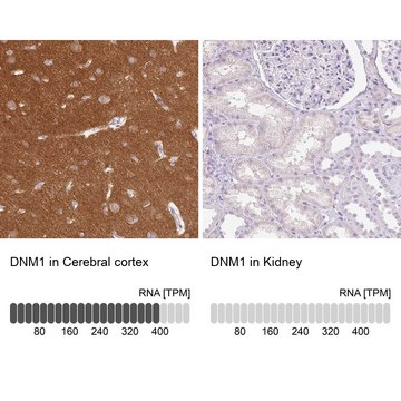 Anti-DNM1 antibody produced in rabbit