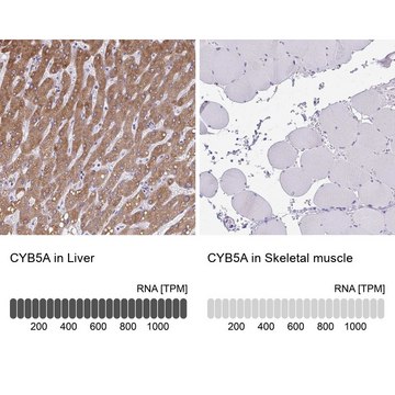 Anti-CYB5A antibody produced in rabbit