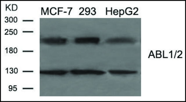 Anti-ABL1/2 (Ab-393/429) antibody produced in