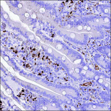 Anti-LYZL1 antibody produced in rabbit