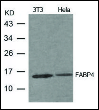 Anti-FABP4 antibody produced in rabbit