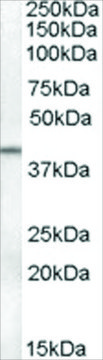 Anti-SERPINB6 antibody produced in goat