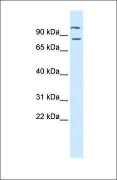 Anti-DAGLB antibody produced in rabbit