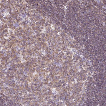 Anti-FAM228B antibody produced in rabbit
