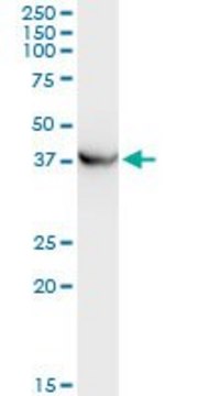 Monoclonal Anti-PRKCABP antibody produced in