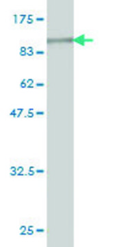 Monoclonal Anti-GAD1 antibody produced in
