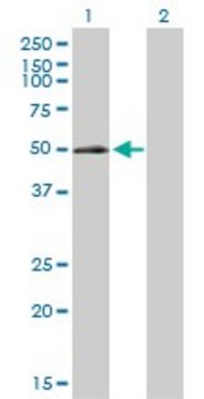 Anti-ELK3 antibody produced in rabbit