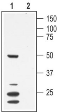 Anti-Potassium Channel K?1.7 antibody produced
