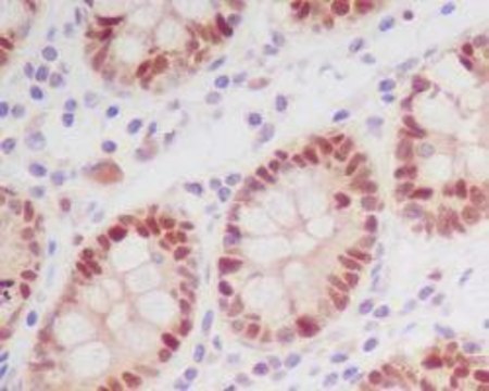 Monoclonal Anti-NFE2L2 (phospho S40) antibody