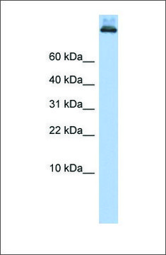 Anti-COPA antibody produced in rabbit