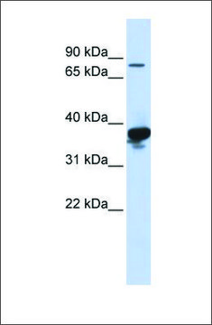 Anti-LONRF2 (ab1) antibody produced in