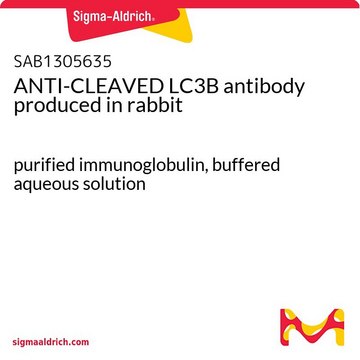 ANTI-CLEAVED LC3B antibody produced in