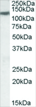 Anti-KCC3/SLC12A6 antibody produced in goat