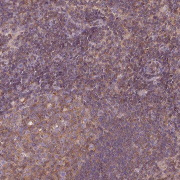 Anti-STAT5A antibody produced in rabbit