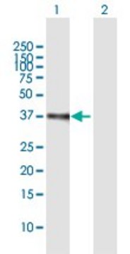 ANTI-ETV2 antibody produced in mouse