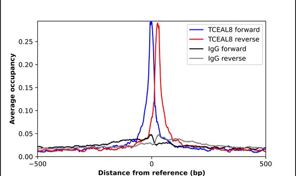 Anti-TCEAL8 antibody produced in rabbit