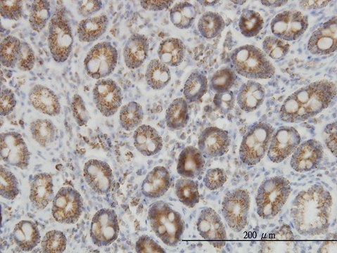 Monoclonal Anti-IDH2 antibody produced in