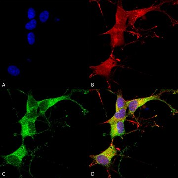 Monoclonal Anti-Eaac1 - Biotin antibody