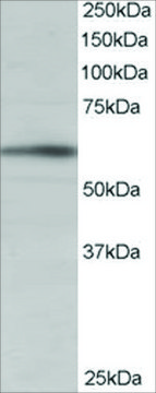 Anti-BAIAP2 (Isoform 1) antibody produced