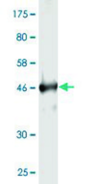 Monoclonal Anti-RAB4A antibody produced in