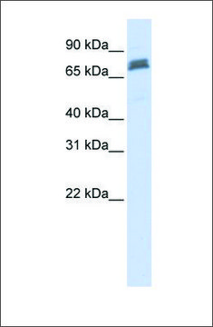Anti-TRIM45 (ab2) antibody produced in