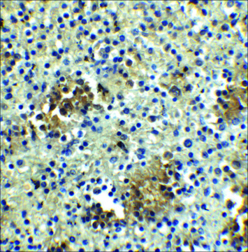 Anti-ABCA7 antibody produced in rabbit