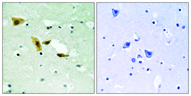 Anti-APLF antibody produced in rabbit