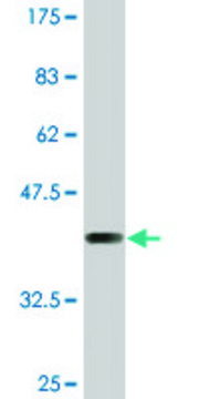 Monoclonal Anti-SULT1C2 antibody produced in