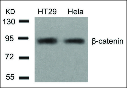 Anti-CTNNB1 (Ab-654) antibody produced in