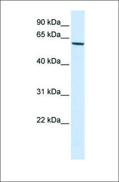 Anti-FOXO4 antibody produced in rabbit