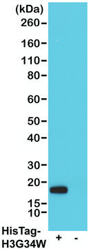 Anti-His-Tag Chimeric antibody, Human Monoclonal