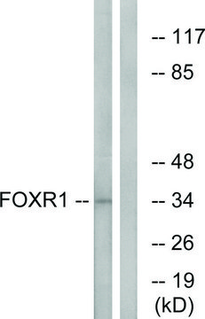 Anti-FOXR1 antibody produced in rabbit