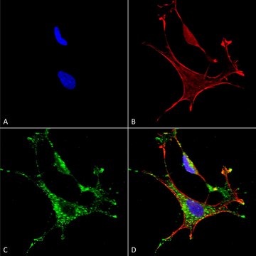 Monoclonal Anti-Mmp9 - Fitc antibody
