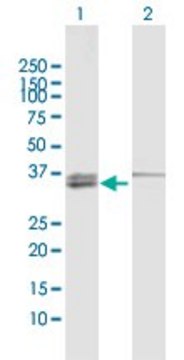 Anti-MECR antibody produced in rabbit