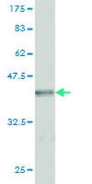 Monoclonal Anti-GRID2 antibody produced in