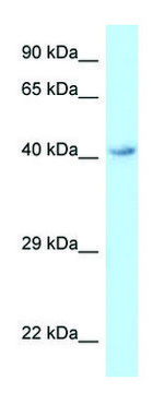 Anti-O3FAR1 (C-terminal) antibody produced in