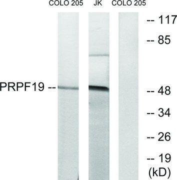 Anti-PRPF19 antibody produced in rabbit
