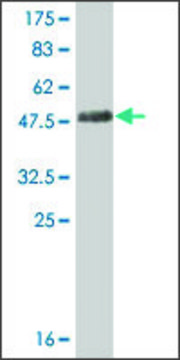 Monoclonal Anti-STMN3 antibody produced in