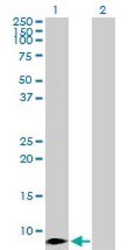 Anti-CCL4 antibody produced in rabbit