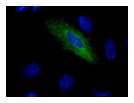 Monoclonal Anti-V5 tag antibody produced